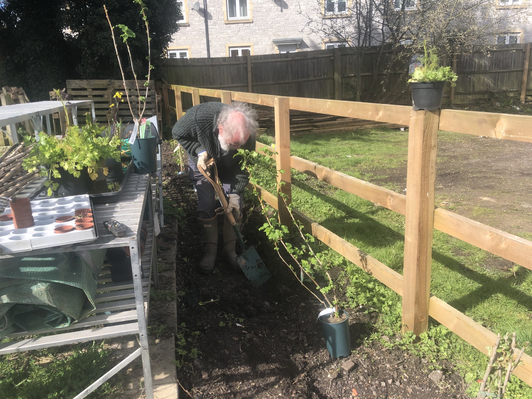 A volunteer plants a hedge next to a fence